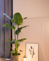 inspiratie-7