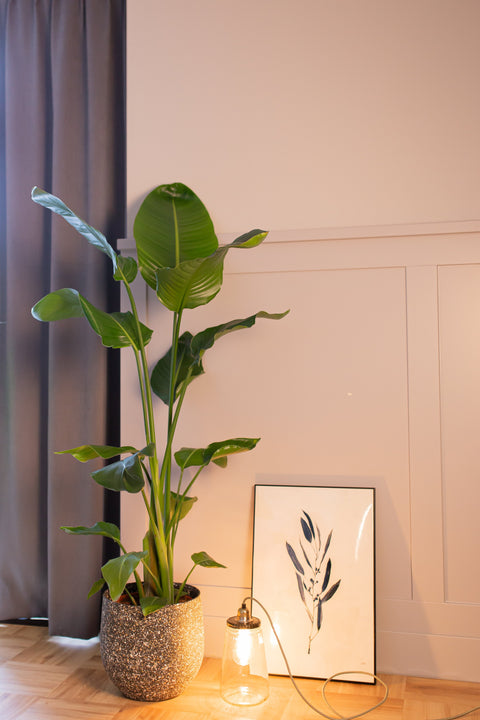 inspiratie