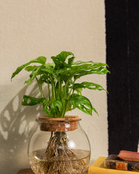 inspiratie-5