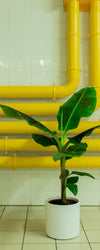 Musa dwarf (Bananenpflanze) kaufen Plantsome