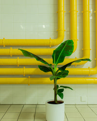 inspiratie-1