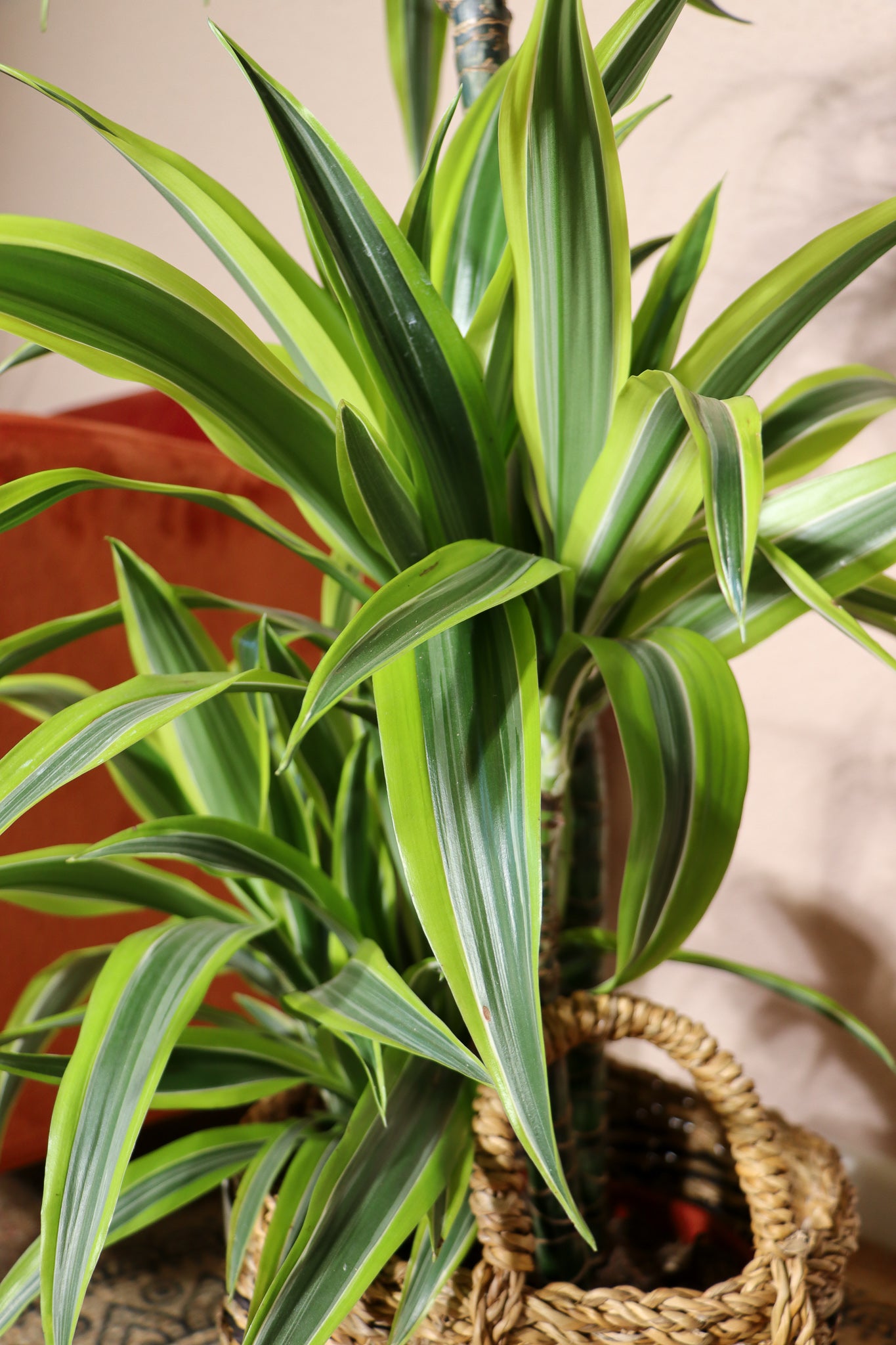 Dracaena Lemon Lime (Drachenbaum) – Luftreinigende Zimmerpflanze, 20–30 Cm Hoch, Sehr Pflegeleicht