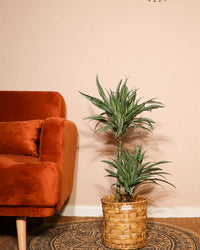 inspiratie-1