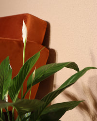 inspiratie-3