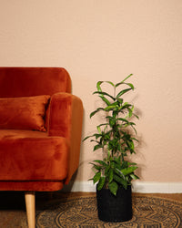 inspiratie-2