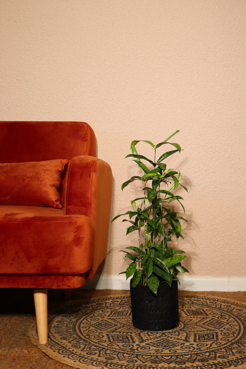 inspiratie