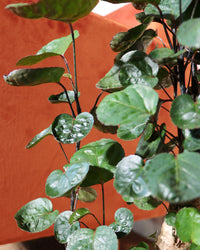 inspiratie-2