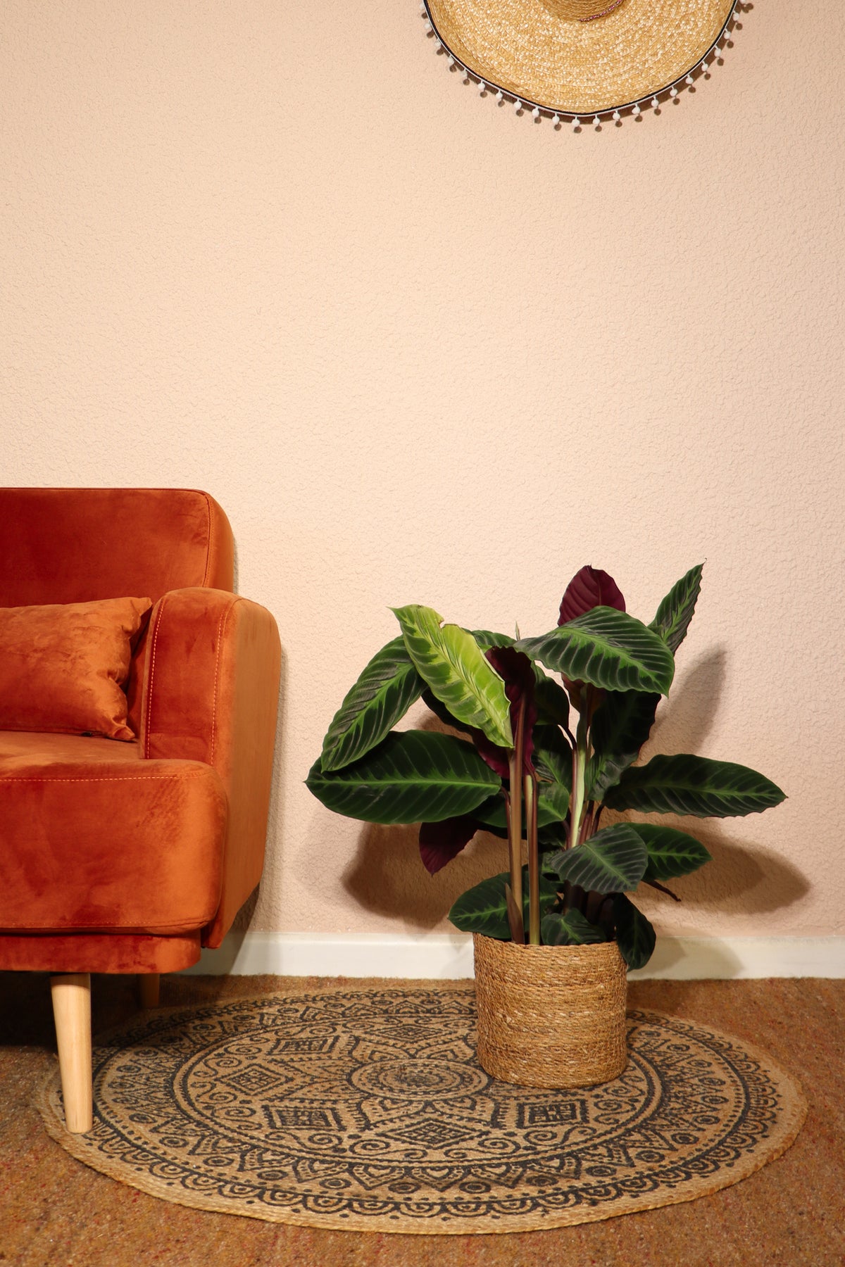 Calathea warscewiczii (Korbmarante) (M) inspiratie 2
