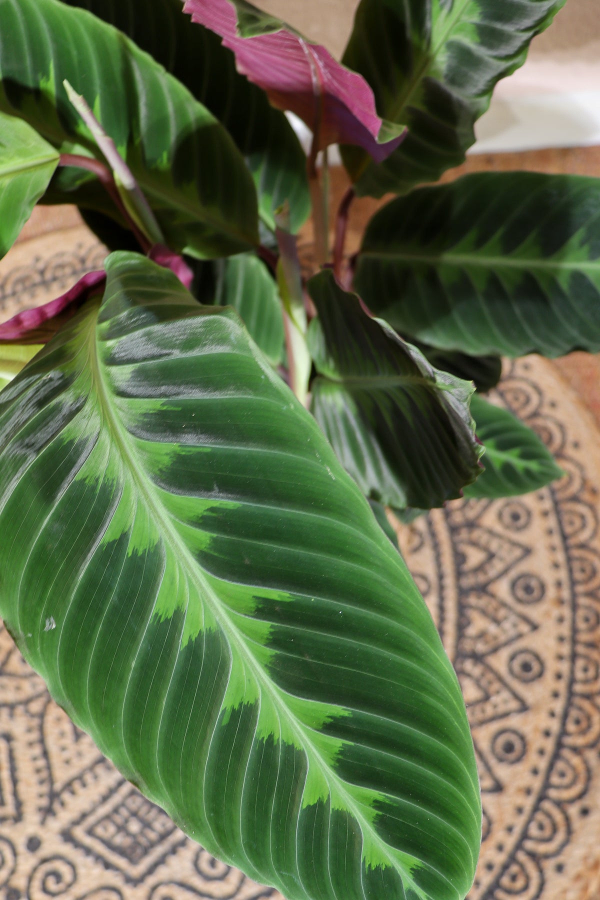 Calathea warscewiczii (Korbmarante) (M) inspiratie 3