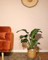inspiratie-1
