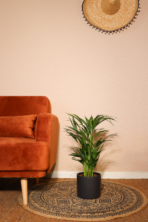 inspiratie