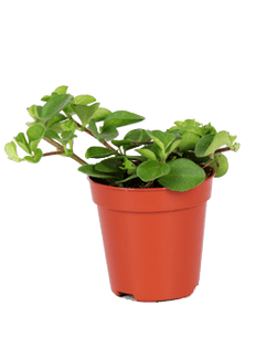 Peperomia rotundifolia (Zwergpfeffer) (XS)