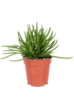 Senecio himalaya (Kreuzkraut) (XS)