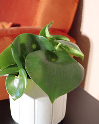 inspiratie-3