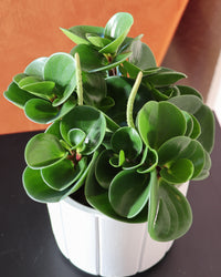 inspiratie-2