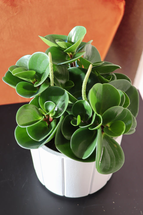 Peperomia obtusifolia (Zwergpfeffer) kaufen | Plantsome