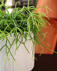 inspiratie-2