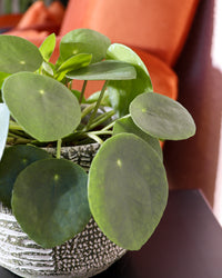 inspiratie-2