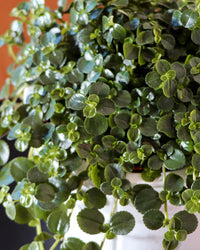 inspiratie-3