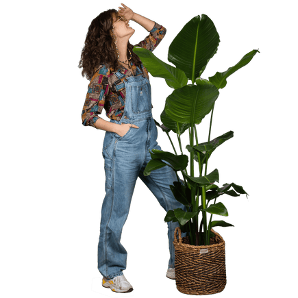 Plantenliefhebber