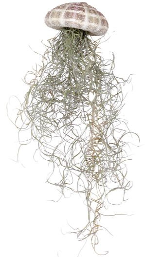 Tillandsia usneoides aus der Muschel (Luftpflanze) (XS)