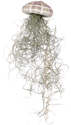 Tillandsia usneoides aus der Muschel (Luftpflanze) (XS)