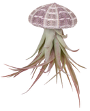 Tillandsia multiflora aus der Muschel (Luftpflanze) (XS)