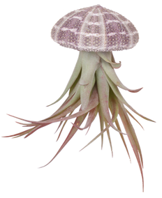 Tillandsia multiflora aus der Muschel (Luftpflanze) (XS)