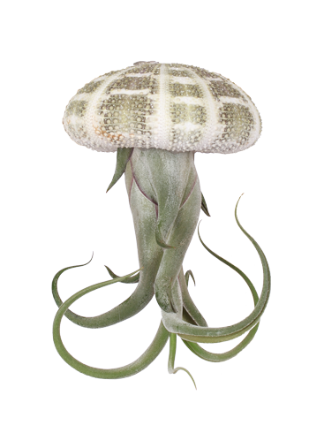 Tillandsia medusa aus der Muschel (Luftpflanze) (XS)