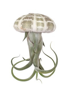 Tillandsia medusa aus der Muschel (Luftpflanze) (XS)