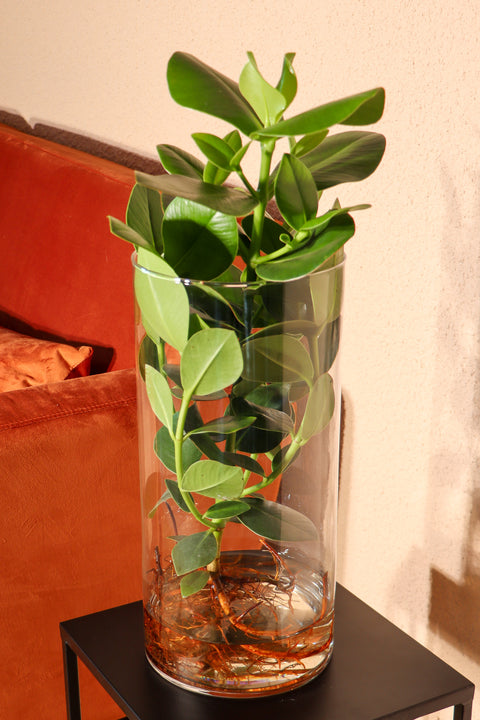 inspiratie