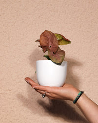 inspiratie-1
