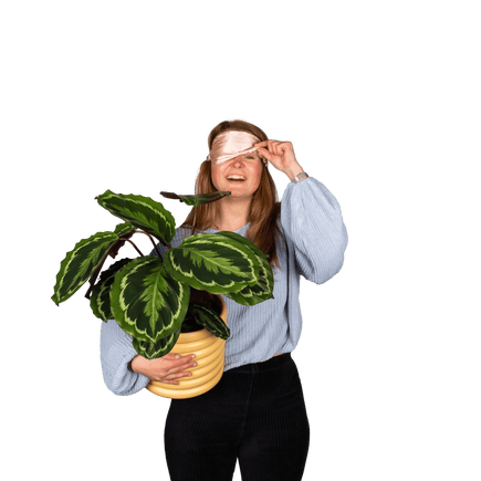 Plantenliefhebber