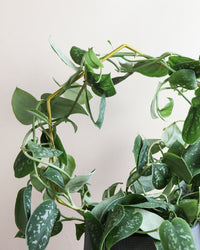 inspiratie-1