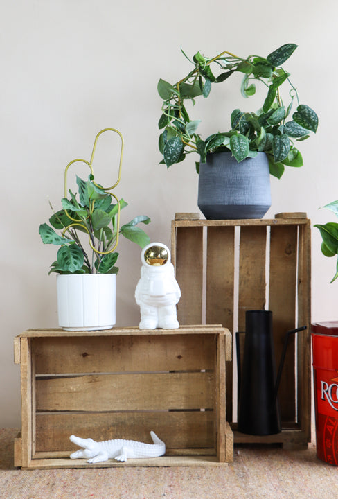 inspiratie