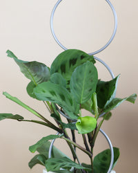 inspiratie-1