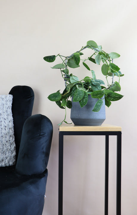 inspiratie