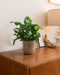 inspiratie-5