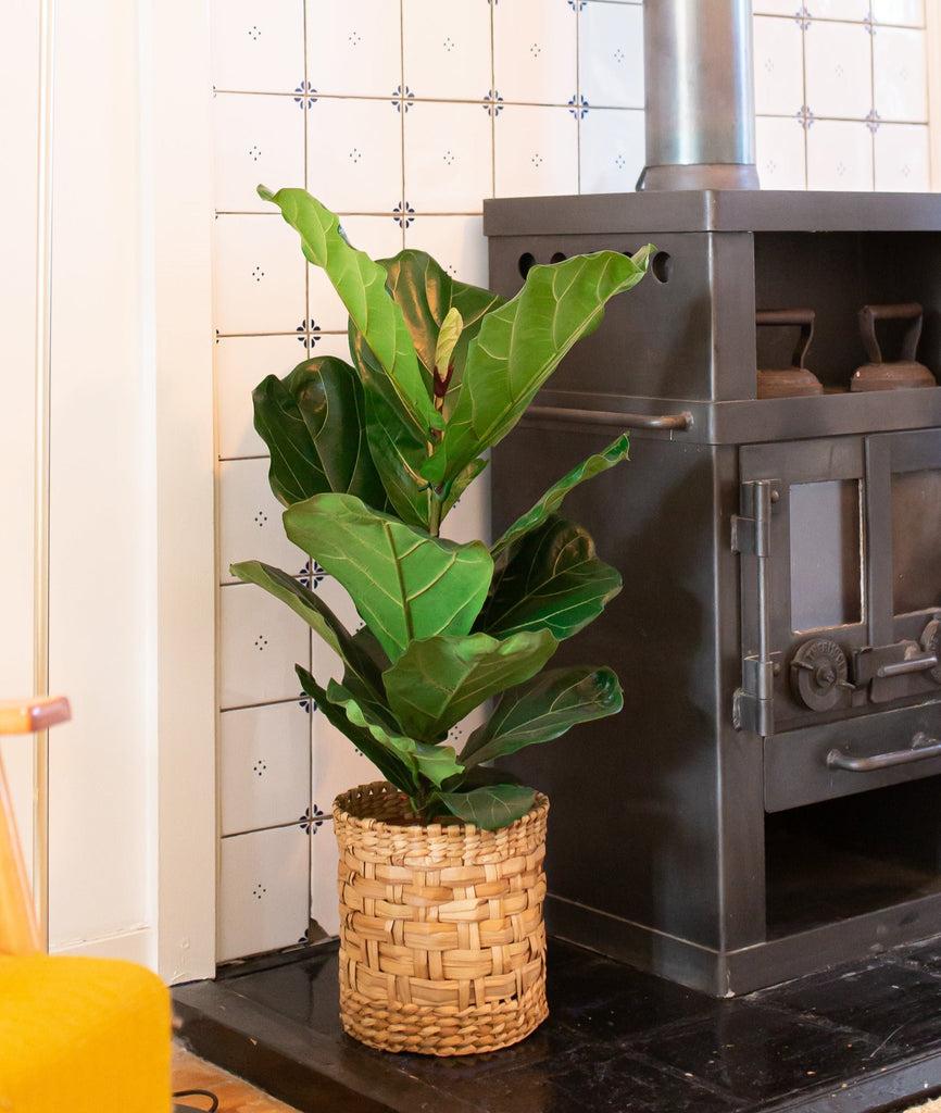 Ficus lyrata (Geigenfeige) kaufen Plantsome