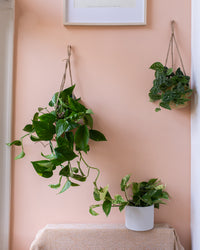 inspiratie-2