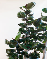 inspiratie-3