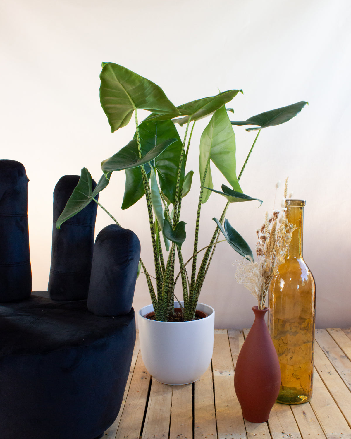Alocasia zebrina (Elefantenohr) (L) inspiratie 2