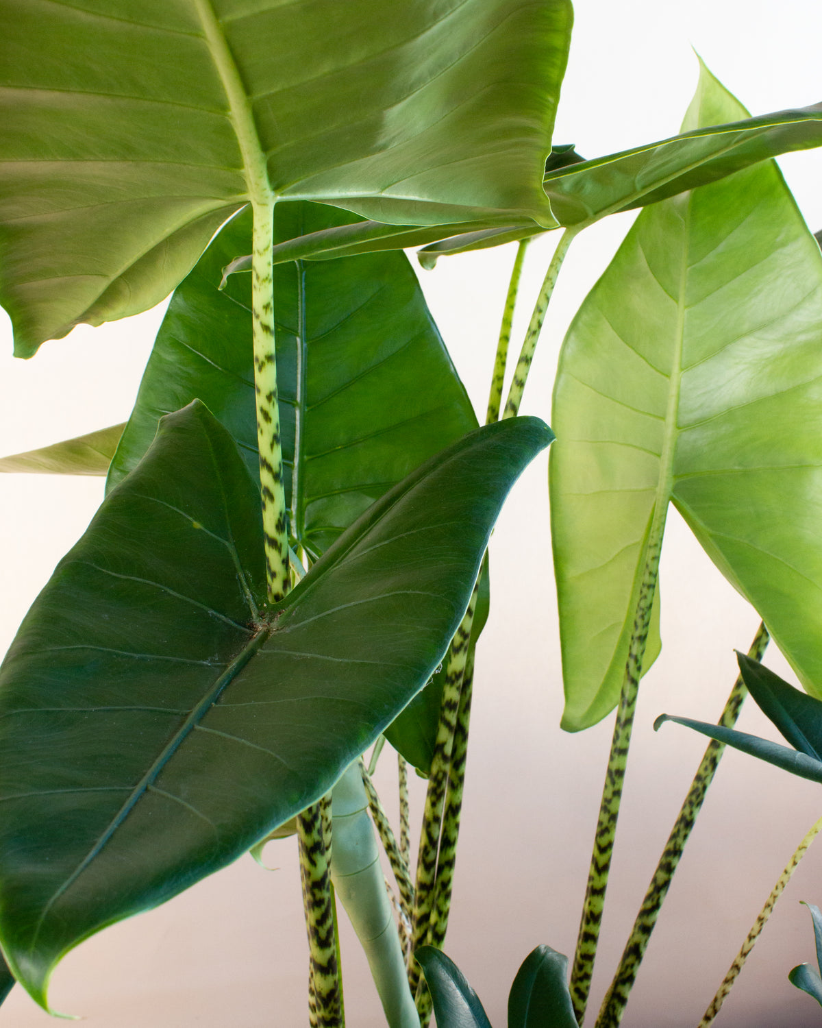 Alocasia zebrina (Elefantenohr) (L) inspiratie 3