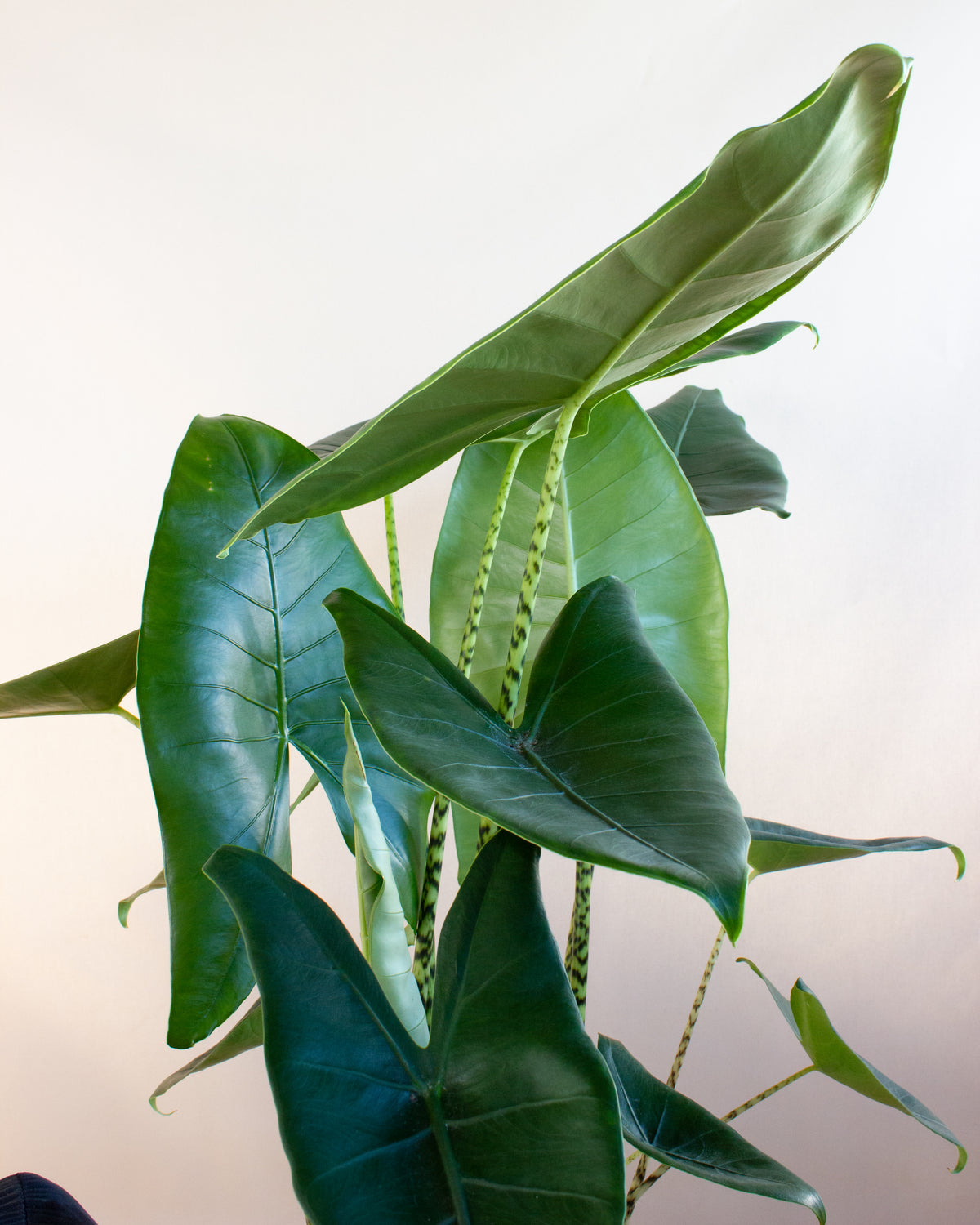 Alocasia zebrina (Elefantenohr) (L) inspiratie 4