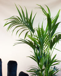inspiratie-5