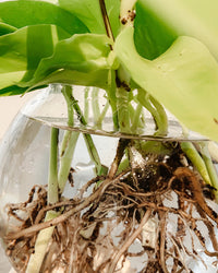 inspiratie-4