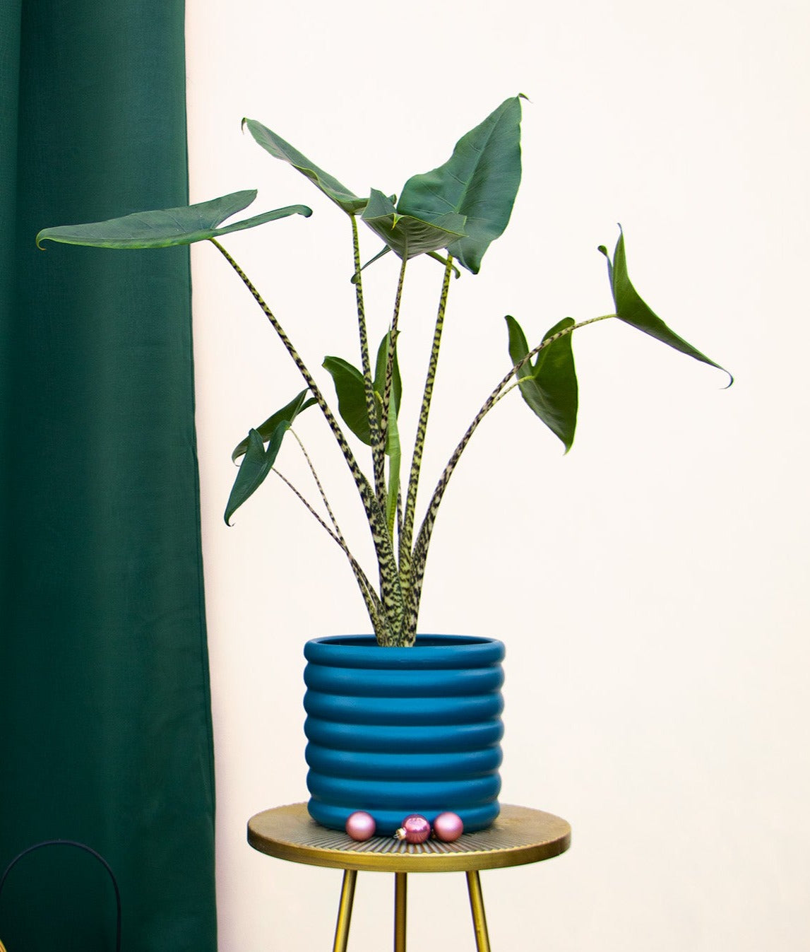 Alocasia zebrina (Elefantenohr) (L) inspiratie 1