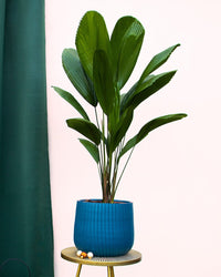 inspiratie-6