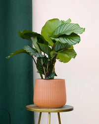 inspiratie-4