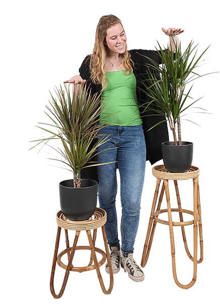 Dracaena marginata (Drachenbaum) (M) kaufen | Plantsome